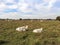 Zasavica Nature Reserve Serbia herd of domestic cattle Podolac grazes in the field