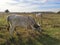 Zasavica Nature Reserve Serbia herd of domestic cattle Podolac grazes in the field