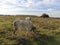 Zasavica Nature Reserve Serbia herd of domestic cattle Podolac grazes in the field