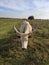 Zasavica Nature Reserve Serbia herd of domestic cattle Podolac grazes in the field