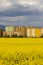 Zatec town and rapeseed field in northern Bohemia, Czech Republic