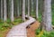 Zauberwald - magic forest path in Black Forest, Germany