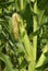 Zea mays, Corn, Allergens Plants