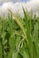 Zea mays, Corn, Allergens Plants