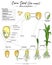 Zea mays corn seed monocotyledon structure, function and development