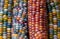 Zea Mays glass gem sweetcorn with multicoloured kernels, grown on an allotment in London UK.