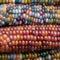 Zea Mays glass gem sweetcorn with multicoloured kernels, grown on an allotment in London UK.