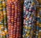 Zea Mays sweetcorn with multicoloured kernels, grown on an allotment in London UK.