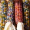 Zea Mays sweetcorn with multicoloured kernels, grown on an allotment in London UK.