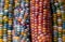 Zea Mays sweetcorn with multicoloured kernels, grown on an allotment in London UK.