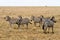 Zeal dazzle of zebras in in Serengeti, Tanzania