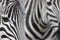 Zebra abstract