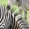 Zebra abstract