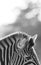 Zebra abstract