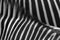 Zebra Abstract