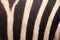 Zebra abstract lines pattern