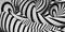 Zebra abstract waves ripple background image 3D illustration