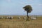 Zebra and Acacia tree in Nairobi National Park, Nairobi, Kenya, Africa