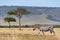 Zebra, acacia trees and the Oloololo escarpment, Masai Mara