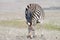 Zebra adult grazing in a drought parched field