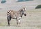 Zebra adult standing in a drought parched field