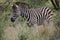 Zebra in africa