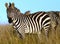 Zebra in Africa