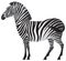 Zebra, African animal in