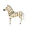 Zebra african animal, wild in black white stripes. Vector illustration cartoon style