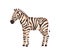 Zebra african animal, wild horse with striped body