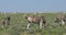 Zebra in african bush, Africa wildlife