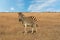 Zebra African herbivore animal standing on the steppe