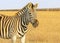 Zebra African herbivore animal standing on the steppe grass pasture