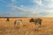 Zebra African herbivore animal on the steppe