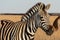 Zebra African herbivore animal on the steppe