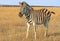 Zebra African herbivore animal on the steppe, autumn landscape