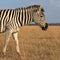 Zebra African herbivore animal on the steppe close up