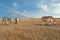 Zebra African herbivore animals on steppe grass pasture