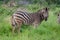 Zebra african mammal national park south africa