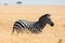 Zebra in african savannah, at Masai Mara , Kenia