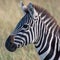 Zebra in african savannah, at Masai Mara , Kenia