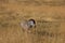 Zebra in the african steppe under golden sunlight