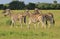 Zebra - African Wildlife Background - Galloping Stripes