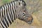 Zebra - African Wildlife Background - Stallion Sublime