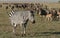 Zebra againts Herd of Wildebeest