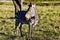 Zebra Ambassador Heartman`s Beauty: Hartman`s Zebra at Fossil Rim Wildlife Center in Glen Rose, Texas