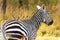 Zebra, Amboseli