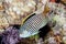 Zebra angelfish