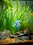Zebra Angelfish Pterophyllum scalare in a tropical aquarium