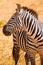 Zebra animal closeup of the head